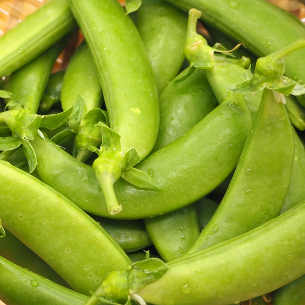 野菜の苗/[送料無料]スナップエンドウ2.5号ポット苗40株セット