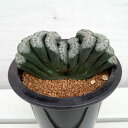 観葉植物/ハオルチア :玉扇 荒波の磯(白窓に鮮明緑模様)4号