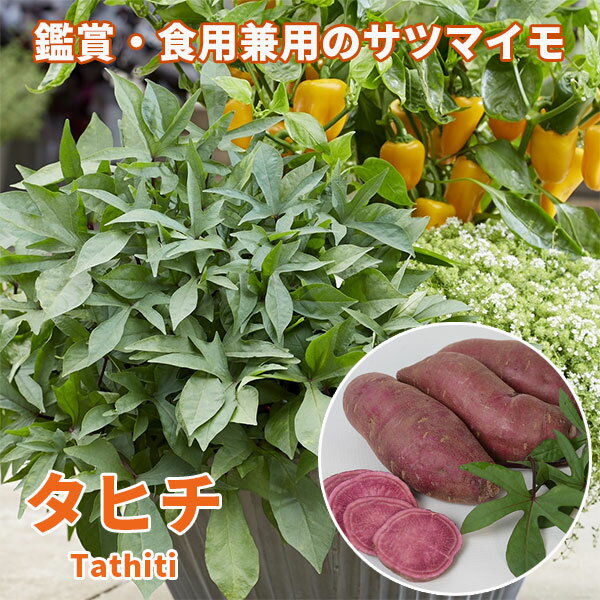 草花の苗/トレジャーアイランド：タ...