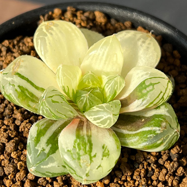 楽天市場】オブツーサ 錦の通販