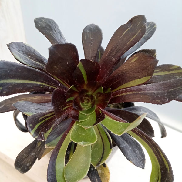 観葉植物/アエオニウム：ビッグバン　3号ポットのサムネイル