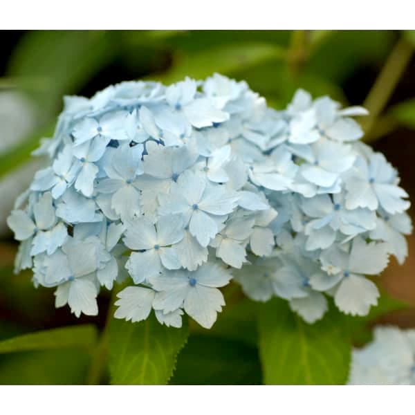 アジサイ 花吹雪の商品画像