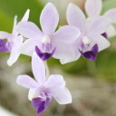 ミディコチョウラン:紫式部(ムラサキシキブ) 花芽付き苗 2.5号ポット