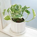 観葉植物/ポトス:エンジョイ3号 白色陶器鉢入り