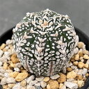 観葉植物/(わけあり特価)アストロフィツム:兜丸(Vタイプ)3号23-06