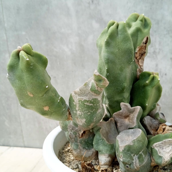 観葉植物/サボテン:ロホセレウス(福禄寿)ブランチ 5号鉢植え