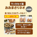 野菜の苗/[送料無料]落花生（らっかせい）：おおまさりネオ(R)3号ポット 24株セット