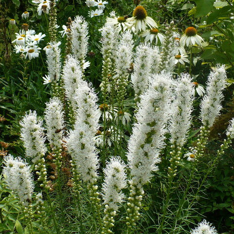 草花の苗/リアトリス ：スピカータ・アルバ（白花）3-3.5号ポット