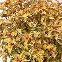 草花の苗/(わけあり特価)コリウス:バレッティ ドラジェ3-3.5号ポット 6株セット