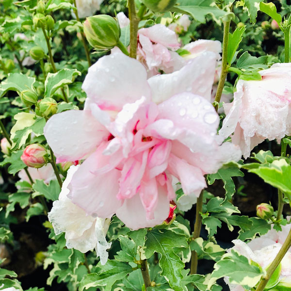 楽天市場】斑入り ムクゲの通販