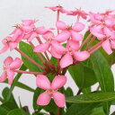 (わけあり特価)サンタンカ:チャームピンク4号鉢植え