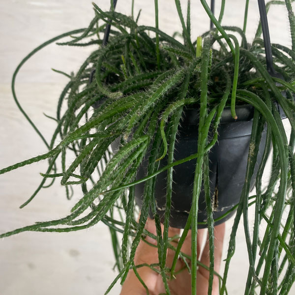 観葉植物/リプサリス：プニセオディスカス 5号吊り鉢*