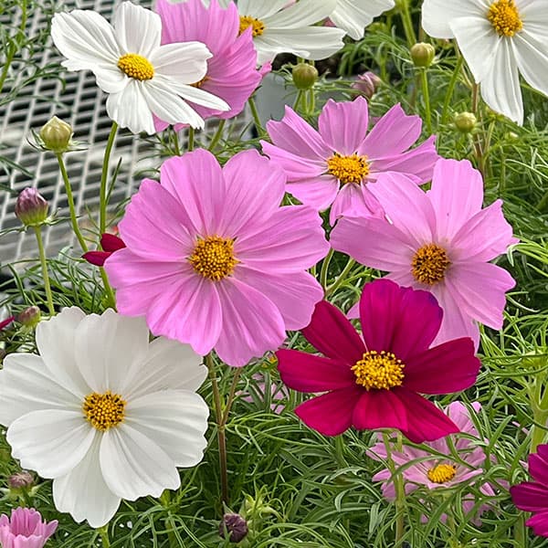 草花の苗/コスモス：ソナタミックス3.5号ポット 2株セットのサムネイル