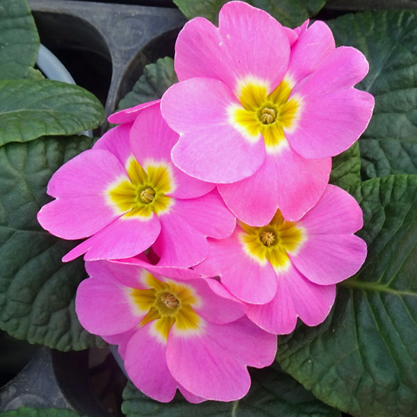 草花の苗/プリムラ：いちごだいふく...