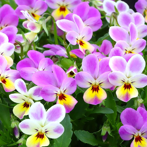 草花の苗/[送料無料]MSKガーデン極小輪ビオラ：フルーレット ミスティーピンク3号ポット 24株セット