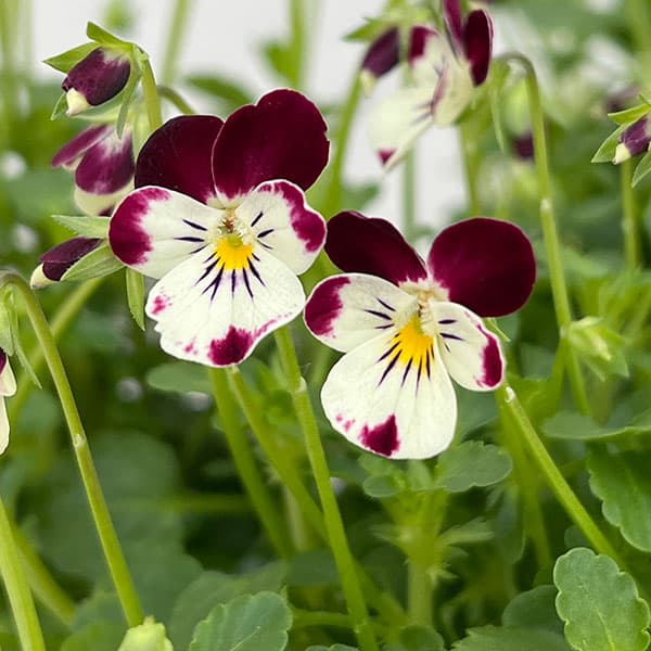 草花の苗/見元園芸さんのビオラ：夢子日記3-3.5号ポット 6株セット