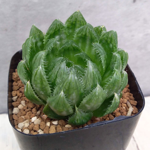 観葉植物/ハオルチア：エメラルドLED(ライトグリーンの美窓) 2.5号