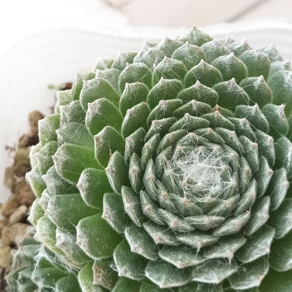 観葉植物/センペルビウム：コットン...