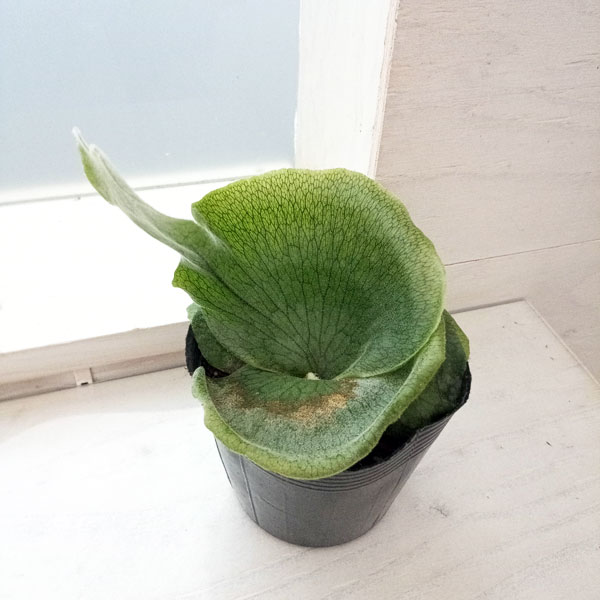 グランデ