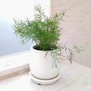 観葉植物/アスパラガス:スプレンゲリー/ステララウンド白