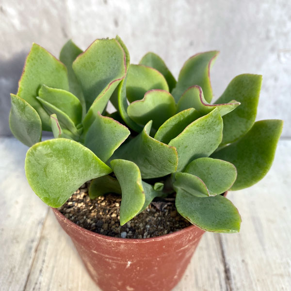 観葉植物/クラッスラ：ブルーリボン　2.5号