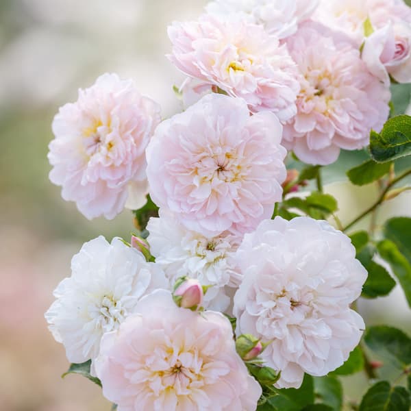 バラの苗/デビッド・オースチン・ロ...