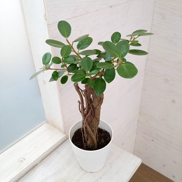 観葉植物/パンダガジュマル 5号鉢植え