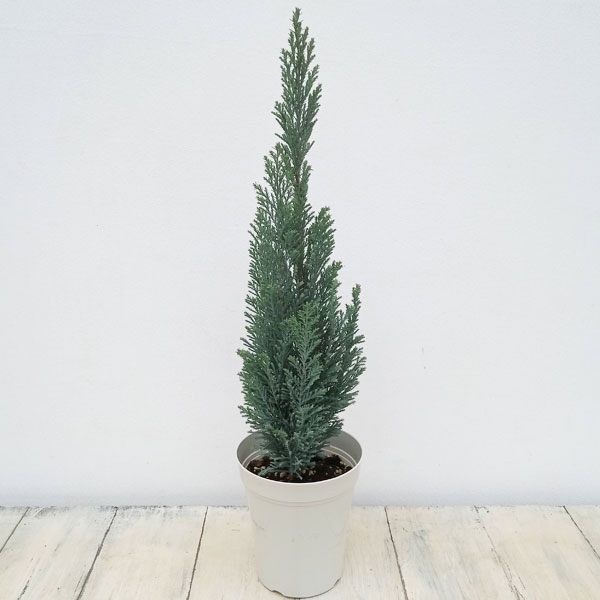 花木 庭木の苗/コニファー(ローソンヒノキ)：エルウッズ エンパイア4号鉢植え
