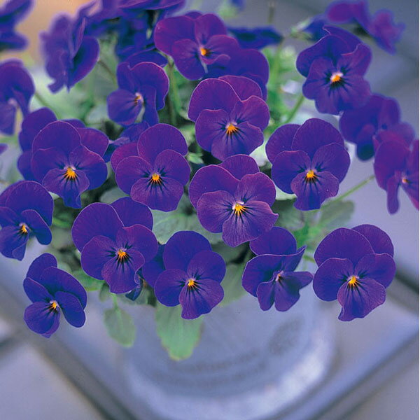 草花の苗/ビオラ：ビビ　オーシャンブルー3〜3.5号ポット 2株セットのサムネイル