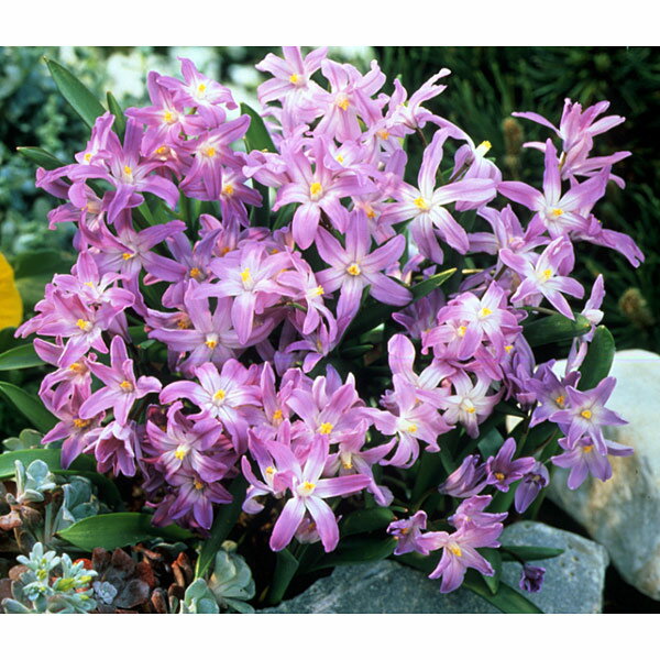 �����Υɥ����� �ԥ󥯥��㥤�����3�忢��3��ݥå�