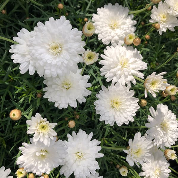 草花の苗/マーガレット：モリンバミ...