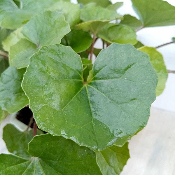 山野草の苗/ツワブキ：青葉5号鉢植え