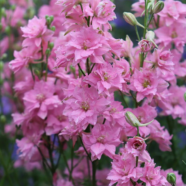 草花の苗/（わけあり特価）千鳥草（チドリソウ・ラークスパー）：カンヌ　クリスタルピンク3-3.5号ポットのサムネイル