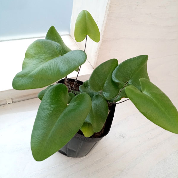 ���տ�ʪ/�إߥ��˥ƥ���������ե��ꥢ�ʥϡ��ȥե���� 3��ݥå�