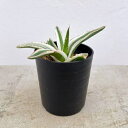 観葉植物/アガベ:氷山(ビクトリアレギネ斑入り)2.5号24-01