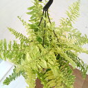 観葉植物/ネフロレピス:タイガー 5号吊り鉢