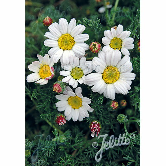 ��֤���/���ʥ����륹������С�����3��ݥå�