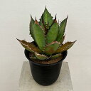 観葉植物/(わけあり特価)アガベ:チタノタ ブラック ファイヤー 5号鉢植え