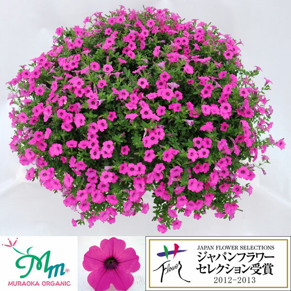草花の苗/[送料無料]ペチュニア：ソフィアの宝石バイオレット3.5号ポット 20株セット