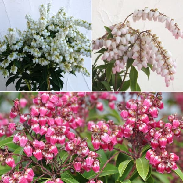 ���� ���ڤ���/�����ӡ��Ͽ��ڡ�3�糧�åȡʲ����硦���ץ�󥰥٥롦�ѥå�����