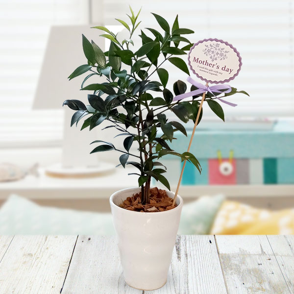 [送料無料][2026年 母の日ギフト][予約]梛（ナギ）の木 4号陶器鉢植え