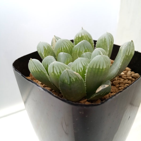 観葉植物/ハオルチア：美窓オブツーサ キャッツアイ 2.5号スクエア鉢