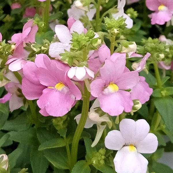 草花の苗/ネメシア：フェアリーシュ...