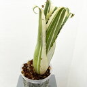 観葉植物/ホヘンベルギア:カーラー 5号鉢植え