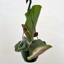 観葉植物/ビカクシダ(コウモリラン):エレファントティス 7号吊り鉢24-02