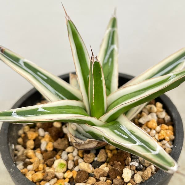 観葉植物/（わけあり特価）アガベ：氷山（ビクトリアレギナエ斑入り）3号鉢植え23-01