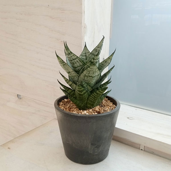 観葉植物/サンセベリア：エーレンデ...