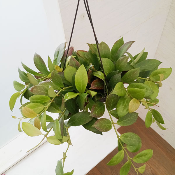 観葉植物/ホヤ：オブスクラ　5号吊鉢のサムネイル