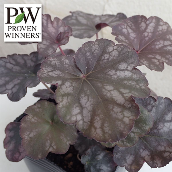 草花の苗/[送料無料]ヒューケラ・...