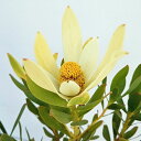 花木 庭木の苗/リューカデンドロン:ライムマジック 5号鉢植え